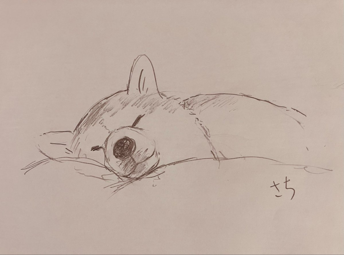 mukushiba's tweet photo. 🐕💤
#柴犬 https://t.co/gfPuElq1Se