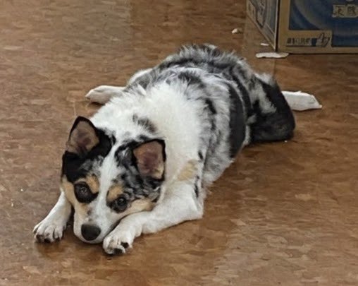 gY2TiUbn6e8e6KL's tweet photo. 🐶🆘【#埼玉県迷子犬】🎈
🔷2026.8.16~8.18
🔴埼玉県川口市弥平４丁目
▶︎弥平4丁目公園付近で迷子になった〝シャロちゃん♀〟を探しています🐾
🍀シャロちゃん発見に皆様のお力をお貸しください🙇‍♂️
#迷子犬 #川口市 #弥平 #ポメチワ
#弥平4丁目公園 #弥平公園
https://t.co/bNh6YcfRi7 https://t.co/rpCWygmOqj