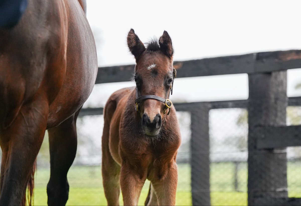 CoolmoreAus's tweet photo. Winx and her gorgeous filly she foaled earlier this week 🥰✨

#HomeofChampions https://t.co/EfDzE6wuau