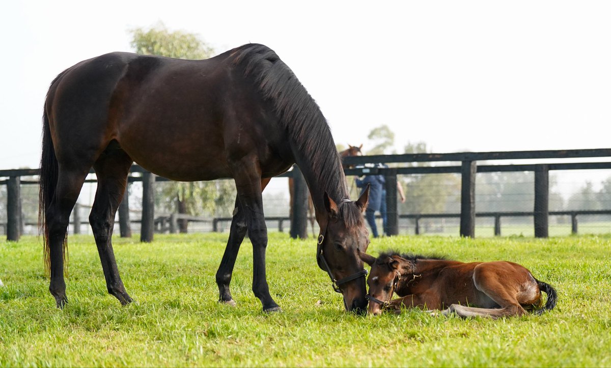 CoolmoreAus's tweet photo. Winx and her gorgeous filly she foaled earlier this week 🥰✨

#HomeofChampions https://t.co/EfDzE6wuau