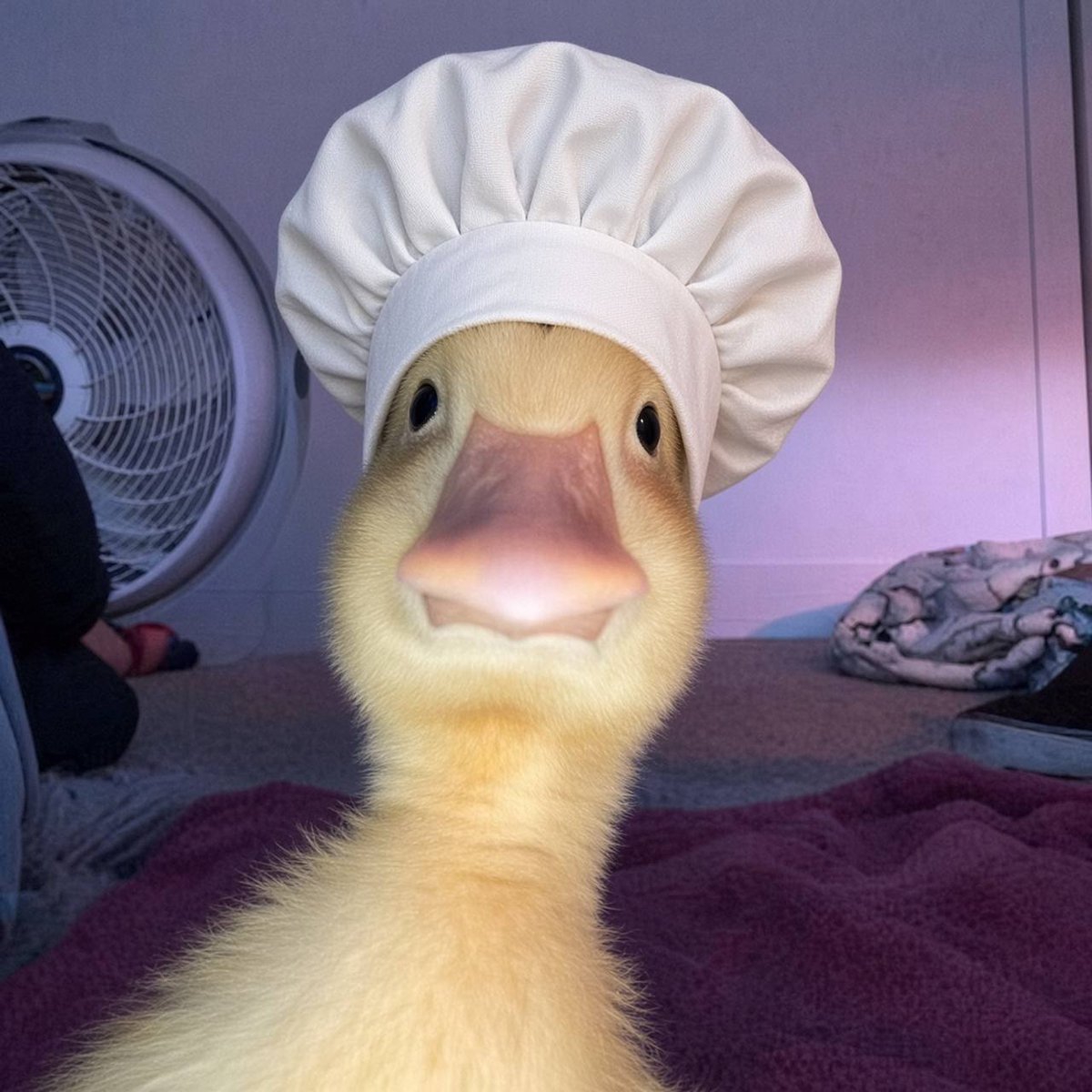 harold_onsol's tweet photo. the duck cooks https://t.co/FWUj6EM4IJ