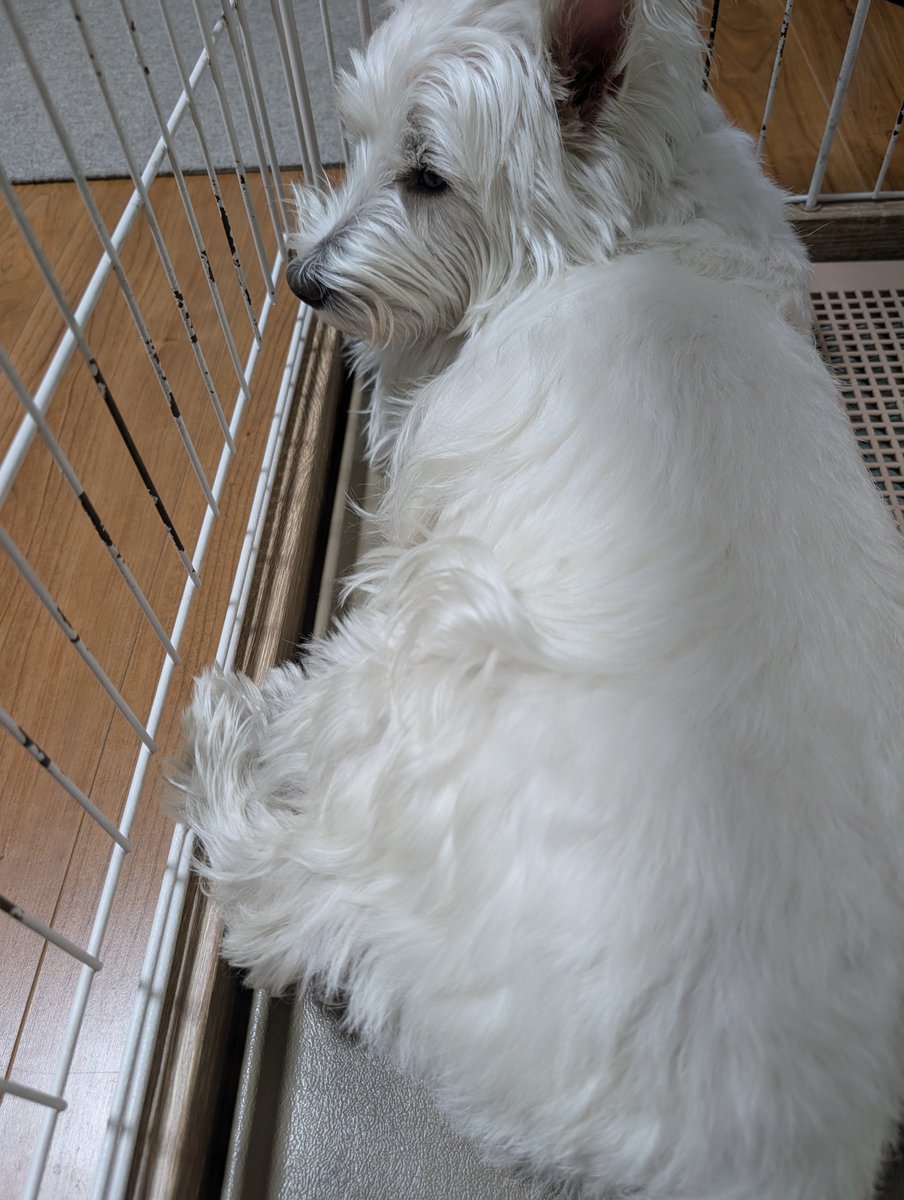 bikkurigarden's tweet photo. 朝から雨で散歩行けなくてスネてるモフモフ🐾
※スネてる理由は散歩行かないと運動不足でご飯が半分になるからです🍚
夜まで降ったら2食とも半分かぁ🫠
かわいそうだから屋根付きの施設に連れて行くかぁ🚗

#食事制限
#スネてる https://t.co/36KBulGy1H