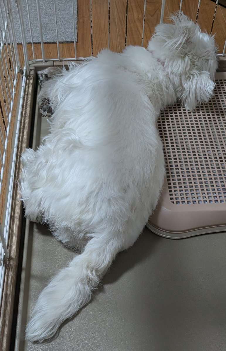 bikkurigarden's tweet photo. 朝から雨で散歩行けなくてスネてるモフモフ🐾
※スネてる理由は散歩行かないと運動不足でご飯が半分になるからです🍚
夜まで降ったら2食とも半分かぁ🫠
かわいそうだから屋根付きの施設に連れて行くかぁ🚗

#食事制限
#スネてる https://t.co/36KBulGy1H