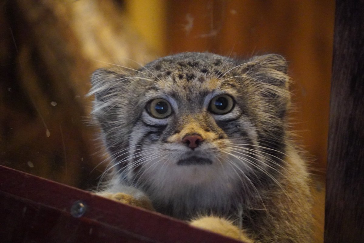 Will140505's tweet photo. 2026.9.25🌤️16:02  #オト 🐈
#マヌルネコ  #pallascat #埼玉県こども動物自然公園 https://t.co/kU6gfddfOL