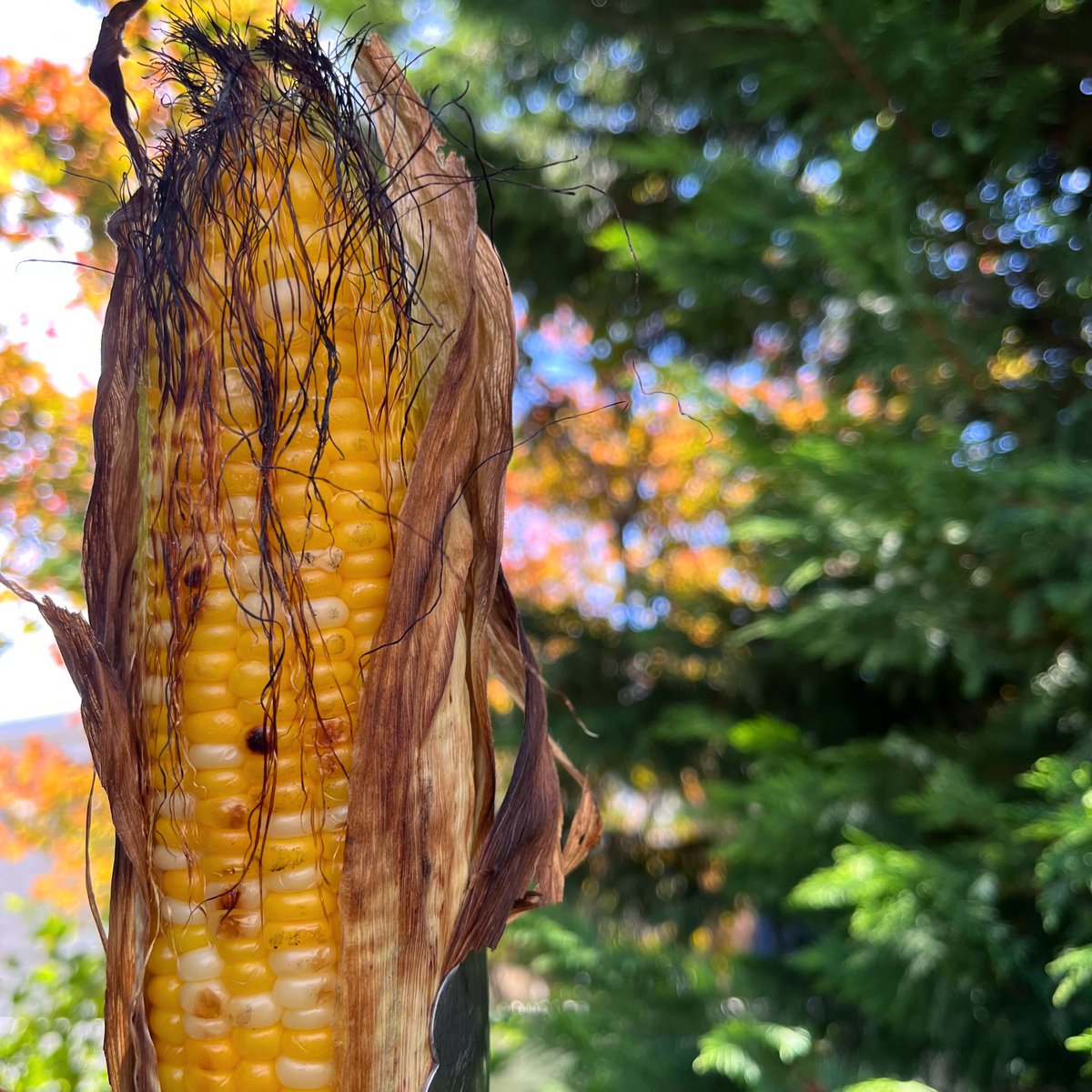 hannahjohniedj's tweet photo. I need more corn and to grill this fall. https://t.co/vRq0iwK95T