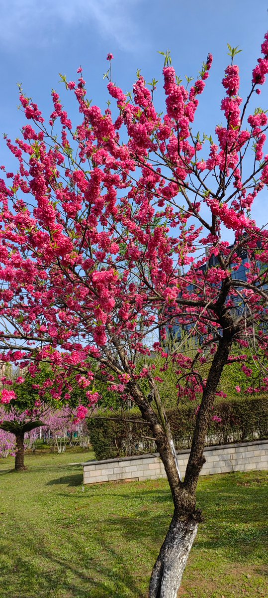 MaishaMarske's tweet photo. Sunshine + cherry blossoms = perfect spring vibes ， https://t.co/pN5UlBgDsP