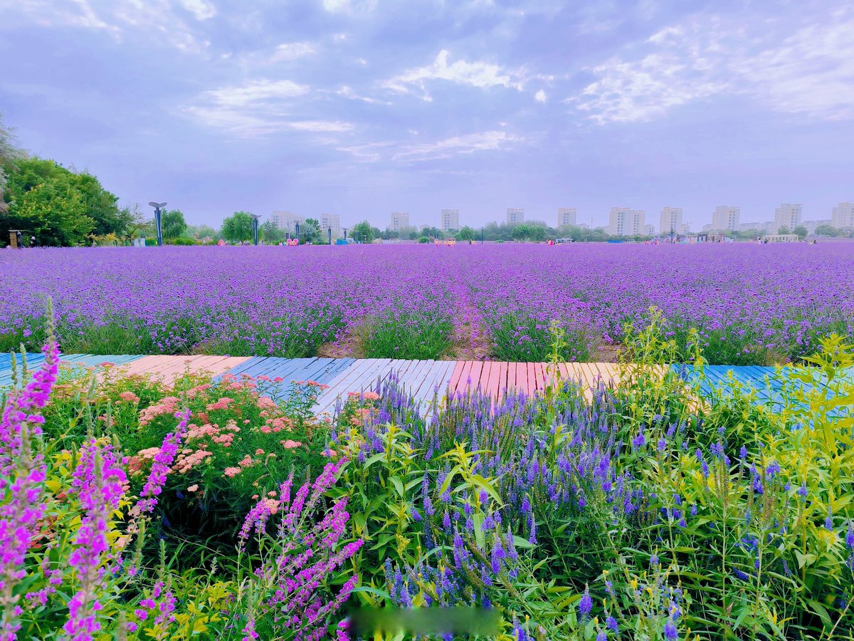 kodexinverse's tweet photo. The purple fence’s trade brings warm poetic vibes in the quiet corner. https://t.co/tOCxLIdjyV
