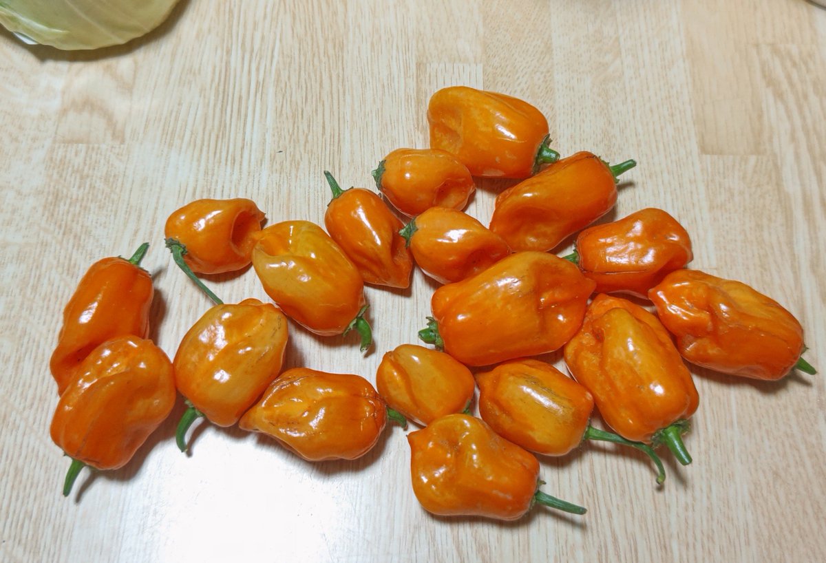 d0w0ib's tweet photo. ついにハバネロを収穫
今年は2種類植えたうちの黄色くなるほうがようやっと熟してきました
今年こそタバスコ作りたいんだけど
これだけあれば足りるかなあ
水中メガネとかあったほうがいい？ https://t.co/BqR5BBD4dA