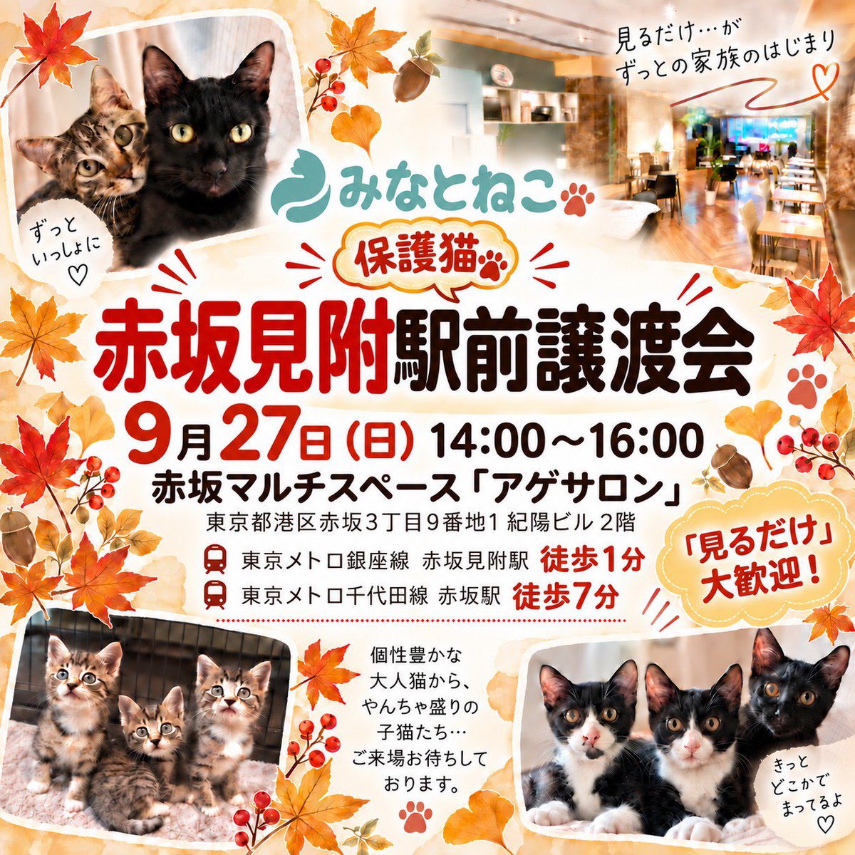 minatoneco's tweet photo. ╭━━━━━━━━━━╮
　明日9/27(日)開催！
　🐾保護猫譲渡会🐾
╰━━━━━━━━━━╯
子猫から大人猫まで個性豊かな猫たちが大集合✨猫との暮らしのご相談も大歓迎です🐈‍⬛

📅9/27(日) 13:30〜15:30
📍赤坂見附駅前

👇ご予約・詳細はリプ欄へ
#里親募集 #保護猫 https://t.co/xp3DGmLVR6