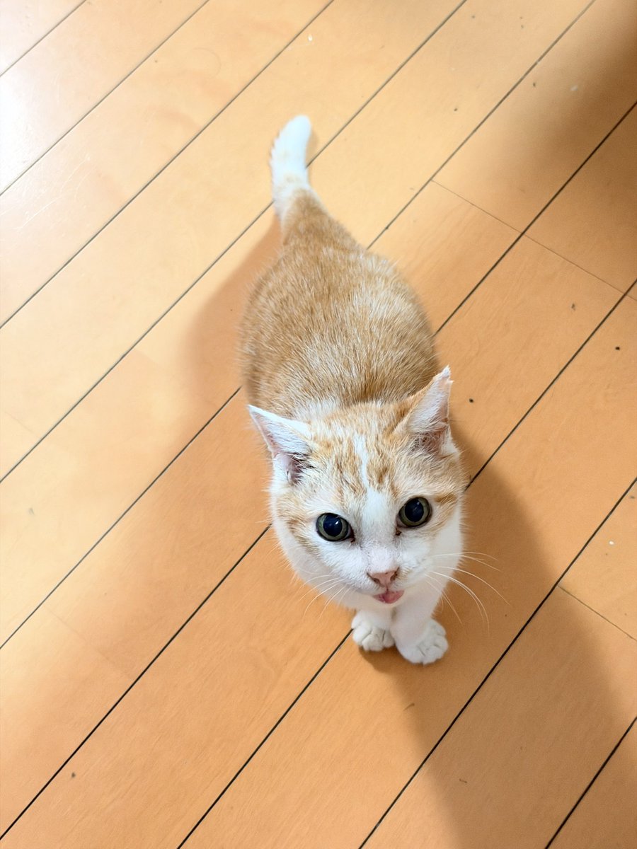 ClubCats4's tweet photo. おはようございます。
アイちゃん。
ごはん。遅い！と申しております。☺️

雨続きですなぁ。
スッキリしない。
今日もご安全にお過ごしくださいませ。

#猫　#ネコ　#ねこ　#cat https://t.co/8ueGfU3STE
