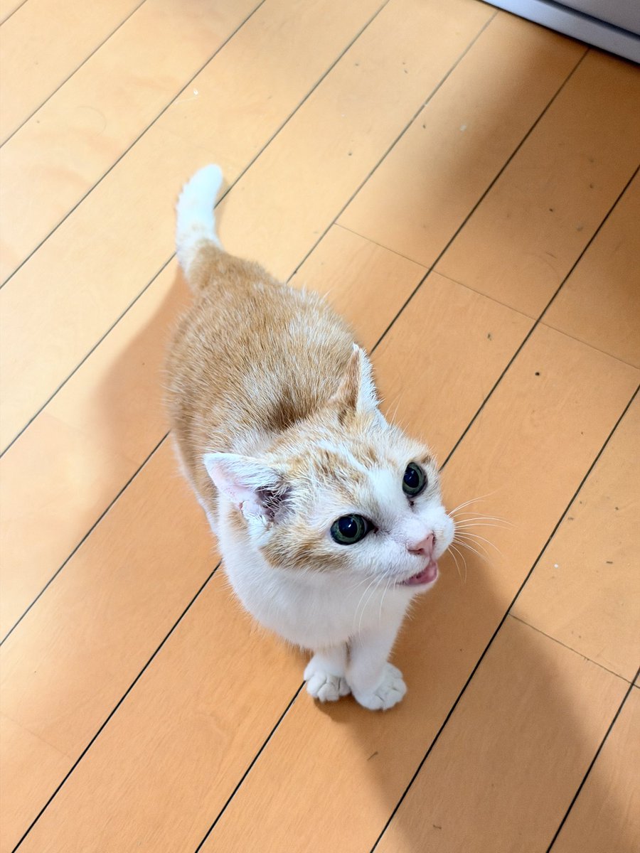 ClubCats4's tweet photo. おはようございます。
アイちゃん。
ごはん。遅い！と申しております。☺️

雨続きですなぁ。
スッキリしない。
今日もご安全にお過ごしくださいませ。

#猫　#ネコ　#ねこ　#cat https://t.co/8ueGfU3STE
