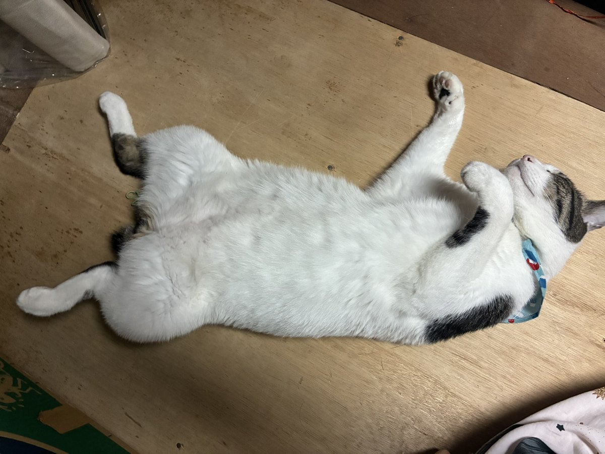 fuku06230's tweet photo. 屋根裏でくつろぎすぎ

#ねこかわいい 
 #猫がいる生活 https://t.co/3I7QCg4kiQ