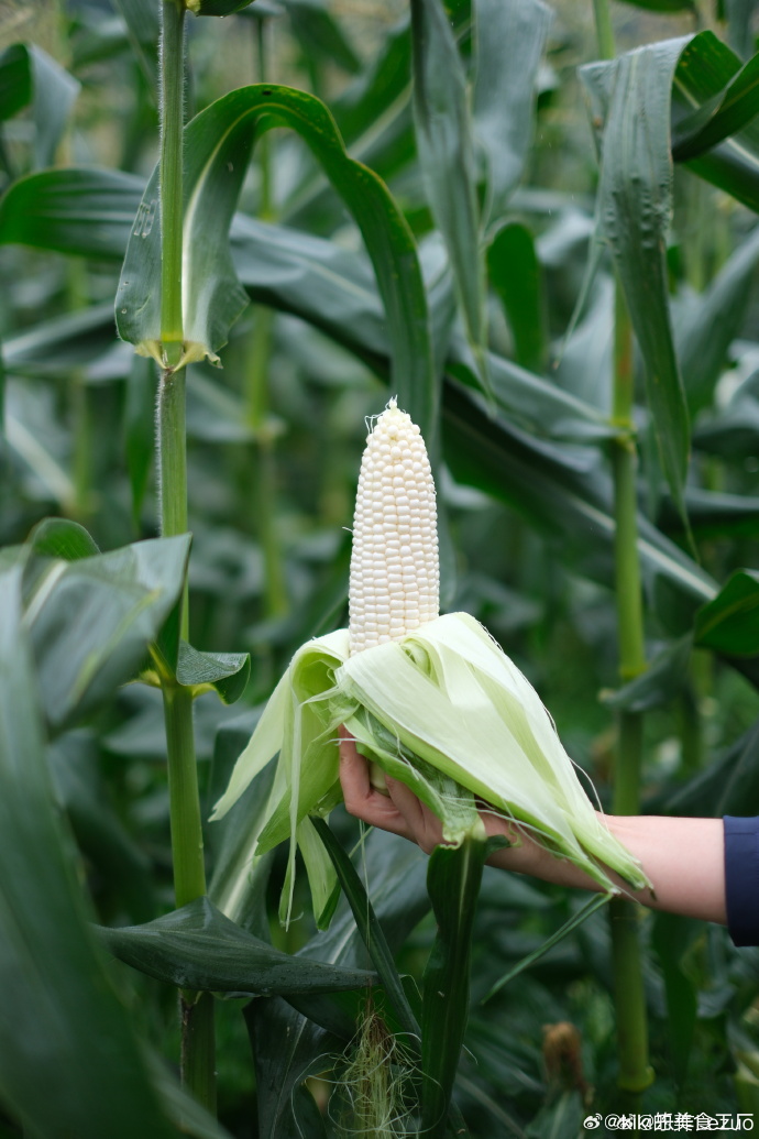 GabriellaDspv's tweet photo. This week’s gem: Japanese Hokkaido sweet corn! Bursting with creamy juice u0026 subtle melon sweetness, it’s even great eaten raw. A game-changer for summer meals https://t.co/RoJCcqmyS8