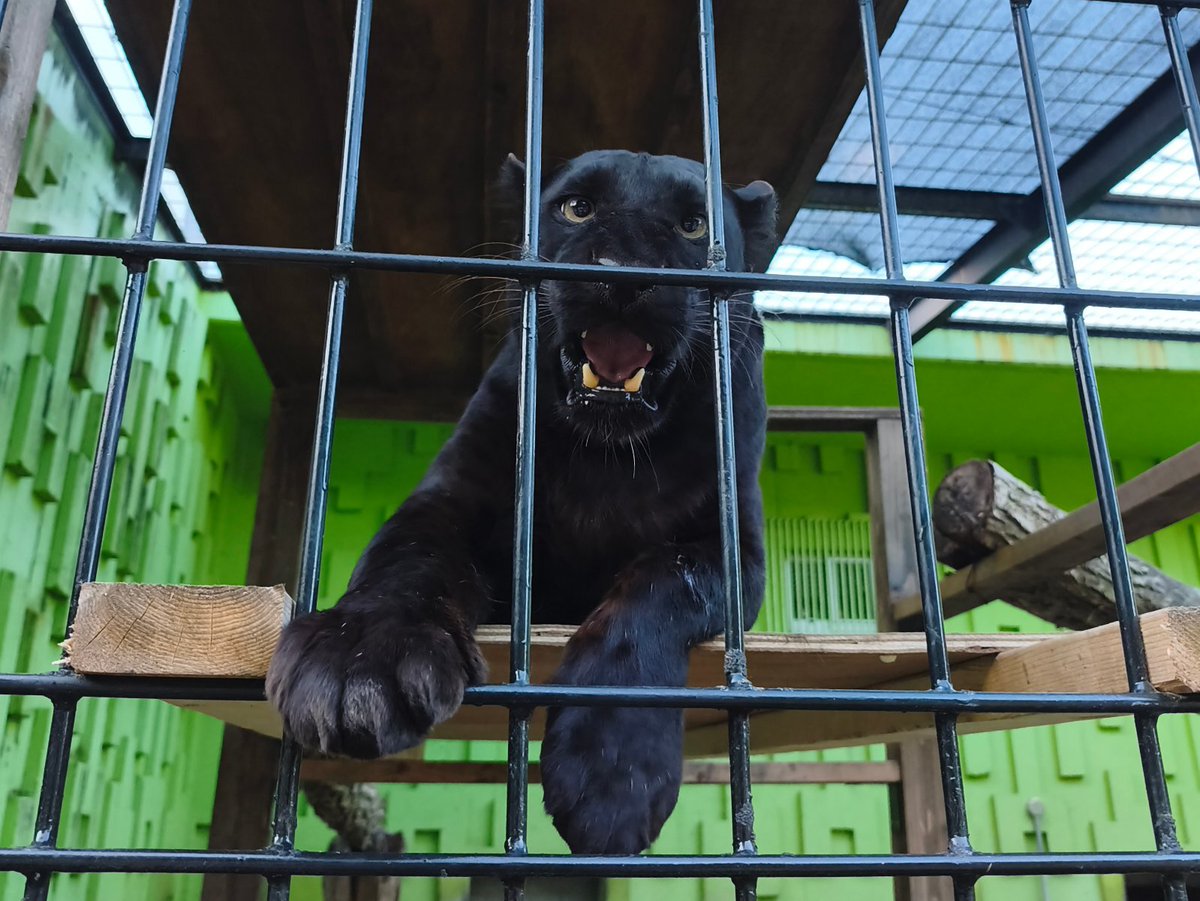 kushirozoo's tweet photo. 明日、9月27日は #クロヒョウ のメス「ソラ」ちゃんのお誕生日です🎉
2019年に浜松市動物園で誕生し、今年5月に来園しました。
普段は高いところにいることが多いので見えにくいこともありますが、これからも応援よろしくお願いします。

#釧路市動物園 #kushirozoo
#釧路 #kushiro
#動物園 #zoo https://t.co/AOi389IlgB