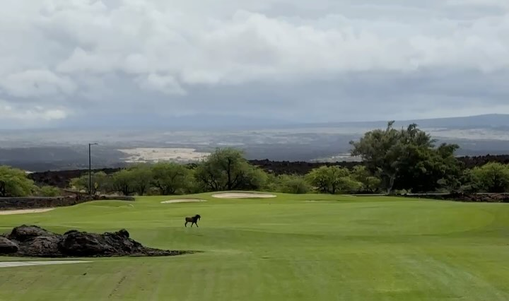 EricRuizRP's tweet photo. Was told Hiwa escaped da stable. Might’ve been lookin fo’ @AviannaPradarp😆Cameras caught him cruising across da 12th hole on da golf course. He back in da stable now, but no trail rides fo’ him today. Hiwa getting few days off, plenty rest, and all da baby carrots he can handle. https://t.co/GxN9wRb1Qs