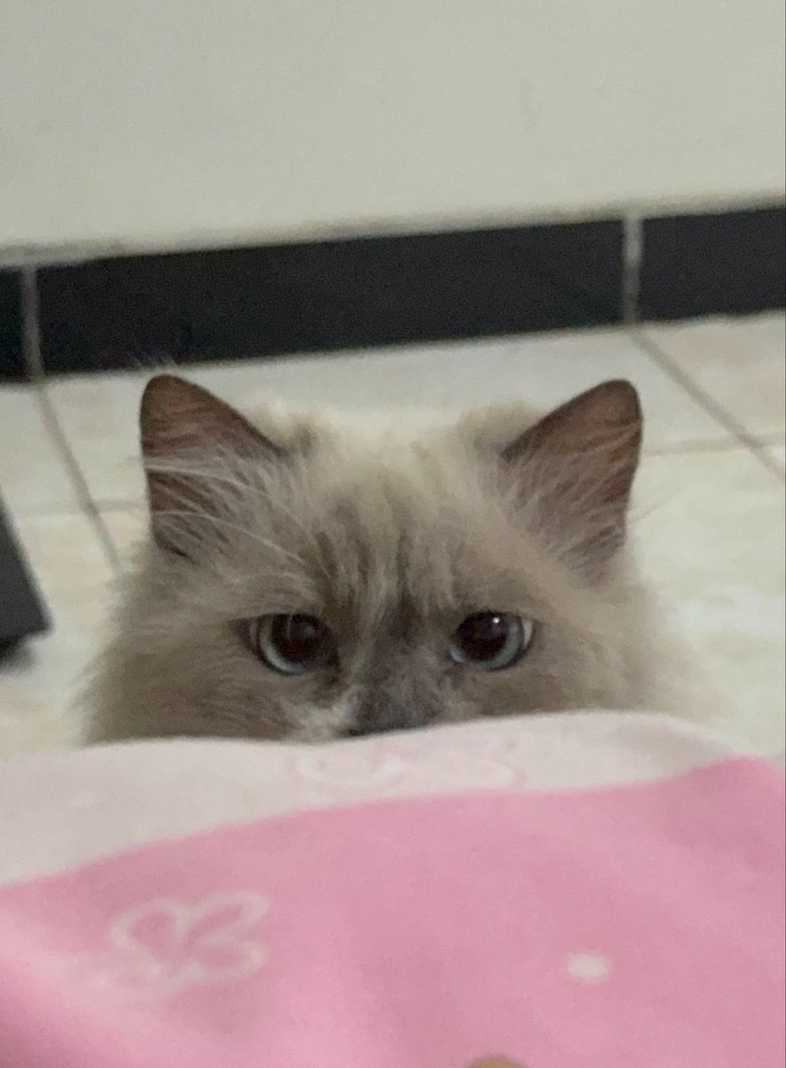 guarinoite's tweet photo. kata ibu kucingku mirip aku. gimana ya cara bilang kalau emang aku yang lahirin 😭 https://t.co/VOYLw3X3FF