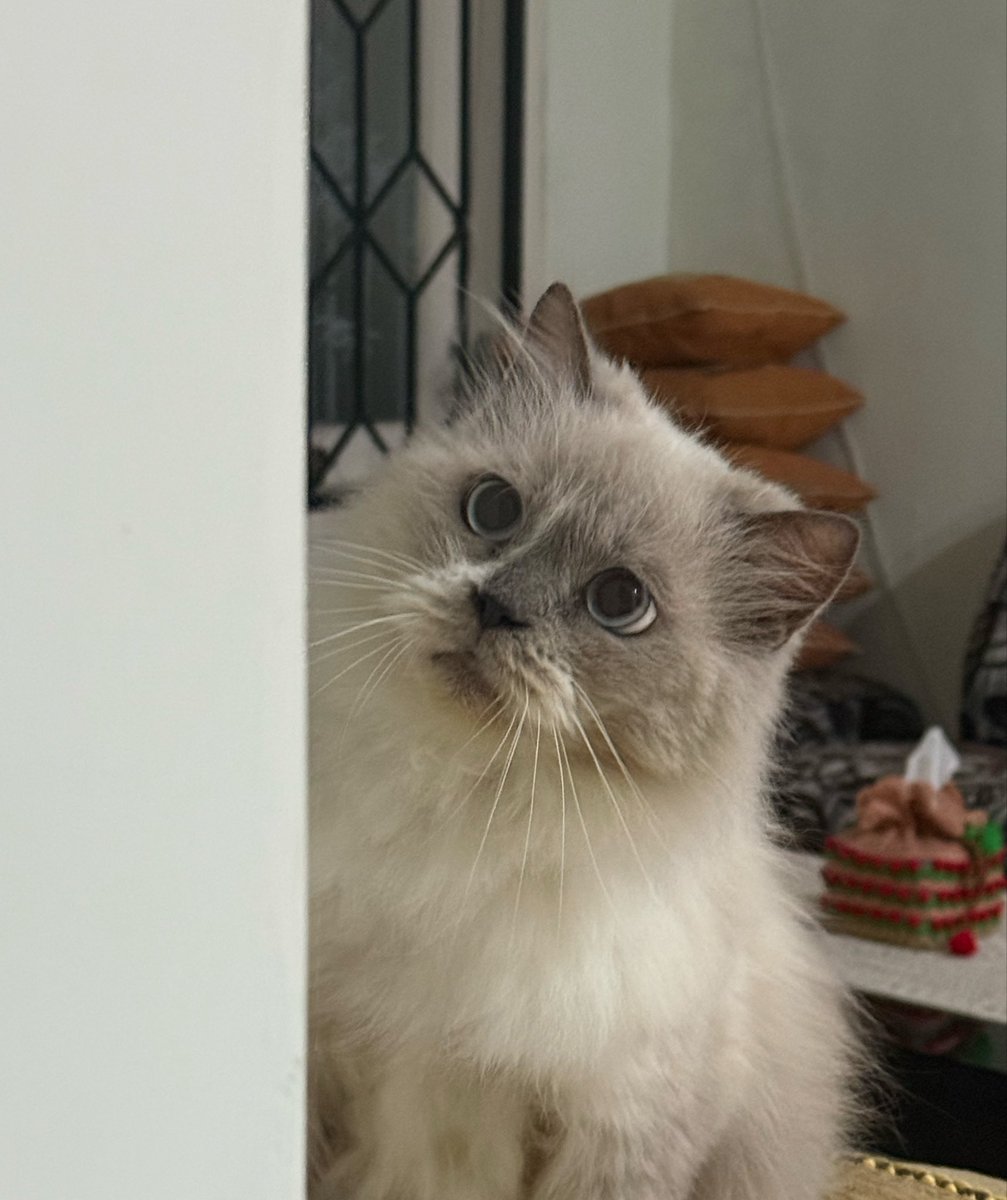 guarinoite's tweet photo. kata ibu kucingku mirip aku. gimana ya cara bilang kalau emang aku yang lahirin 😭 https://t.co/VOYLw3X3FF