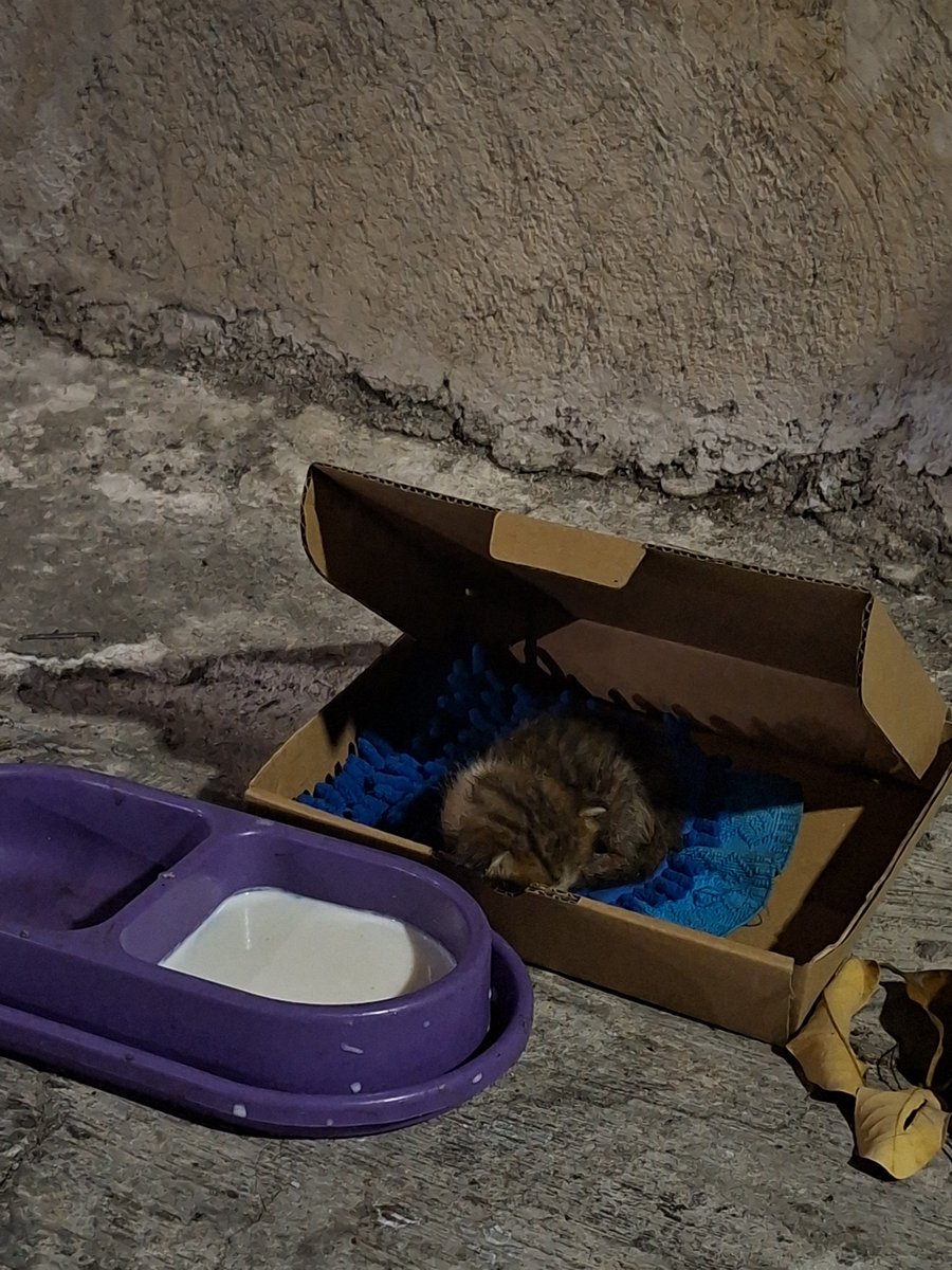 dullestvoid's tweet photo. Today I dispen cuz ada lomba and decided to cut my hair, habis itu rapat closing kerjasama sama vendor, setelah itu pulang dan ternyata ada anak kucing nyasar depan rumah akhirnya bikinin dia kasur dulu dan berujung dikunciin sama orang rumah (masih dikunciin) https://t.co/Vj2f9vCOKx