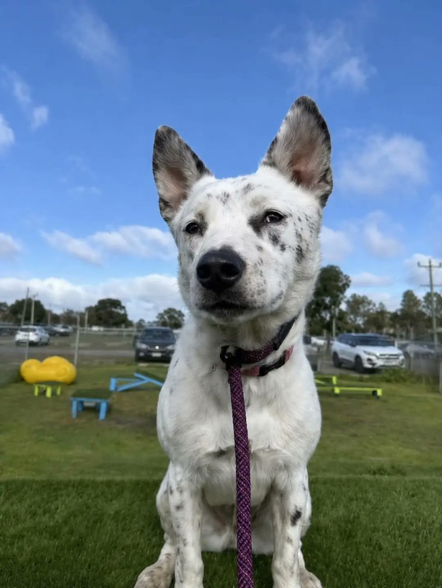 lflflf5544's tweet photo. Junebug is a deaf Koolie x Collie, nearly 18 months old, seeking a forever home. Dog social, great with cats, crate trained and loves fetch. Gentle, smart and wonderful with kids, she’d thrive in an active home. https://t.co/z6VMrOiy9t