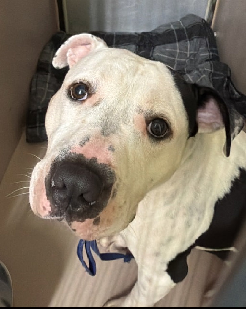 magalys_rios's tweet photo. Help him walk out alive
will be Kill 🎯for FEAR
#Foster #ADOPT #Pledges
#ThePawdacity #264570
3 yr old 68 lbs SCARED stray boy
NYC Manhattan over 2️⃣1️⃣days
Bio⬇️
https://t.co/3FxzqofwTC
#RESCUEonly ➡️🆕HopePartner
DM @notthesameone2 to 🛟 https://t.co/sj9tKNXhfM