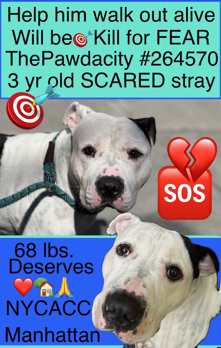 magalys_rios's tweet photo. Help him walk out alive
will be Kill 🎯for FEAR
#Foster #ADOPT #Pledges
#ThePawdacity #264570
3 yr old 68 lbs SCARED stray boy
NYC Manhattan over 2️⃣1️⃣days
Bio⬇️
https://t.co/3FxzqofwTC
#RESCUEonly ➡️🆕HopePartner
DM @notthesameone2 to 🛟 https://t.co/sj9tKNXhfM