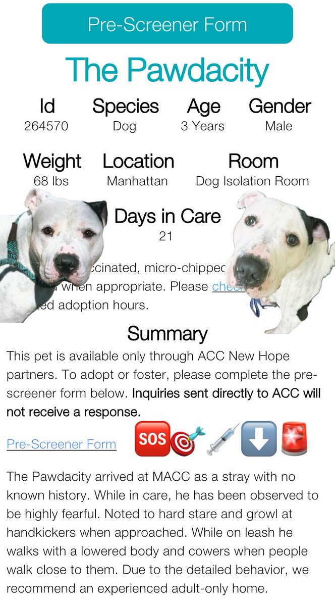 magalys_rios's tweet photo. Help him walk out alive
will be Kill 🎯for FEAR
#Foster #ADOPT #Pledges
#ThePawdacity #264570
3 yr old 68 lbs SCARED stray boy
NYC Manhattan over 2️⃣1️⃣days
Bio⬇️
https://t.co/3FxzqofwTC
#RESCUEonly ➡️🆕HopePartner
DM @notthesameone2 to 🛟 https://t.co/sj9tKNXhfM