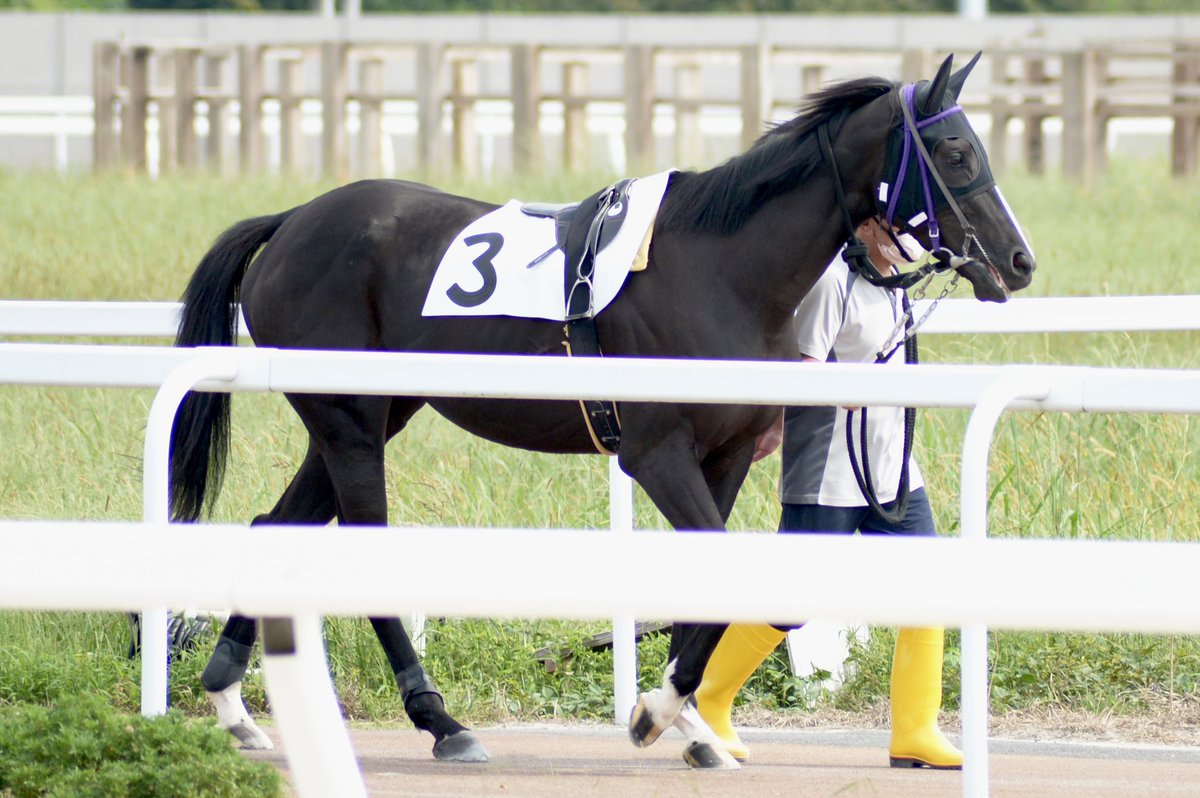 shelliemaxxna's tweet photo. 2026年9月25日 笠松競馬場 3R
アオラキ杯
ナイア①
ゴールドシップ産駒
伊藤勝好厩舎

元出資馬ナイアの笠松デビュー戦。競走馬として2戦目のレース。プラス18キロだったけど8月に見た時より引き締まっていた気がする。笠松はパドック遠い🥲 https://t.co/hm67rmKfHs