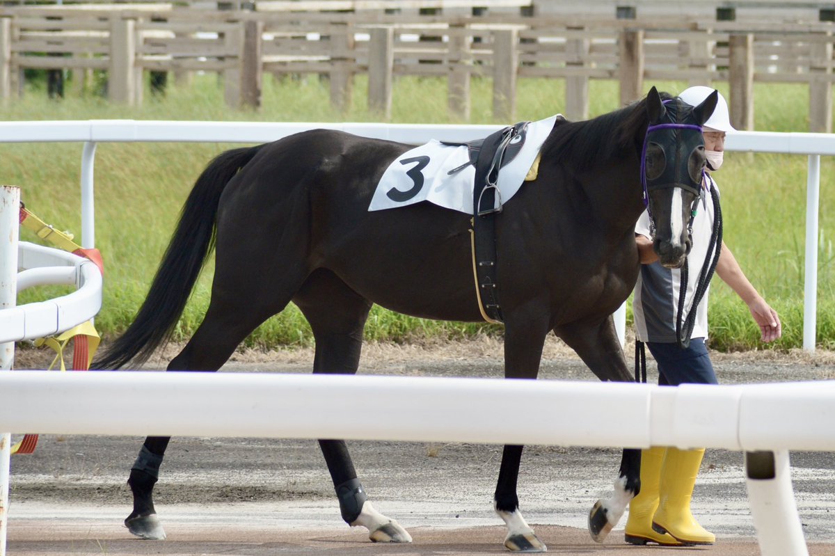 shelliemaxxna's tweet photo. 2026年9月25日 笠松競馬場 3R
アオラキ杯
ナイア①
ゴールドシップ産駒
伊藤勝好厩舎

元出資馬ナイアの笠松デビュー戦。競走馬として2戦目のレース。プラス18キロだったけど8月に見た時より引き締まっていた気がする。笠松はパドック遠い🥲 https://t.co/hm67rmKfHs