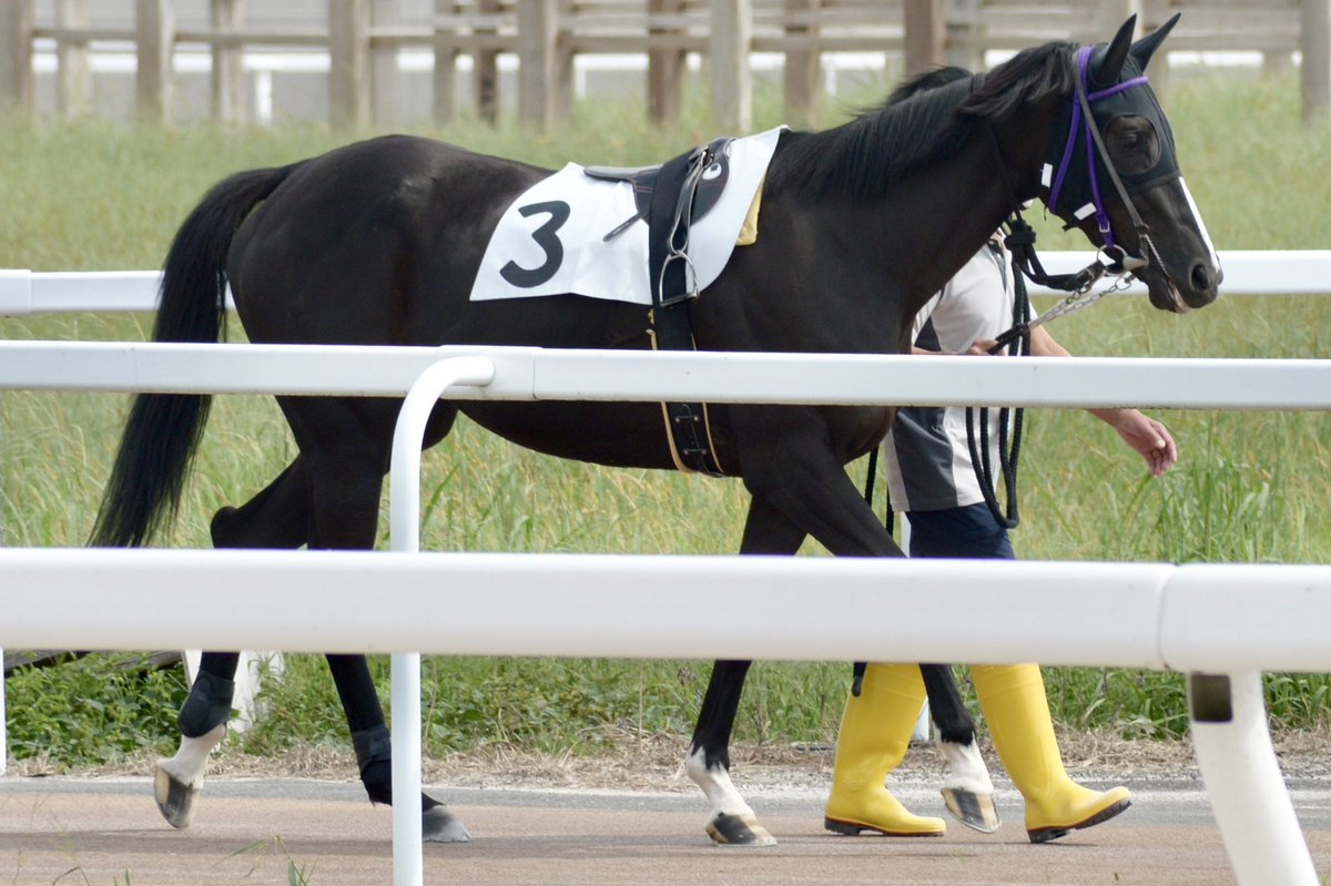 shelliemaxxna's tweet photo. 2026年9月25日 笠松競馬場 3R
アオラキ杯
ナイア①
ゴールドシップ産駒
伊藤勝好厩舎

元出資馬ナイアの笠松デビュー戦。競走馬として2戦目のレース。プラス18キロだったけど8月に見た時より引き締まっていた気がする。笠松はパドック遠い🥲 https://t.co/hm67rmKfHs
