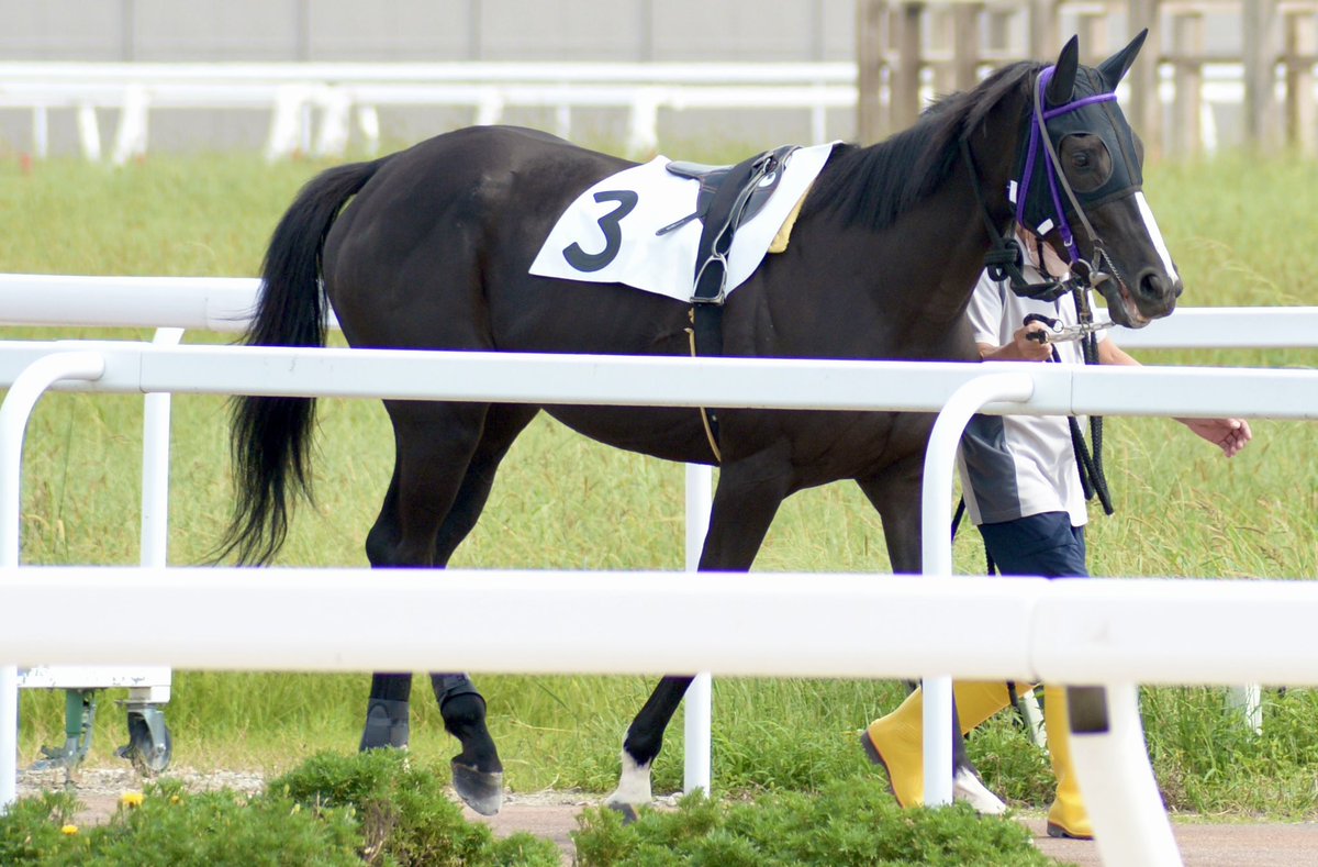 shelliemaxxna's tweet photo. 2026年9月25日 笠松競馬場 3R
アオラキ杯
ナイア①
ゴールドシップ産駒
伊藤勝好厩舎

元出資馬ナイアの笠松デビュー戦。競走馬として2戦目のレース。プラス18キロだったけど8月に見た時より引き締まっていた気がする。笠松はパドック遠い🥲 https://t.co/hm67rmKfHs