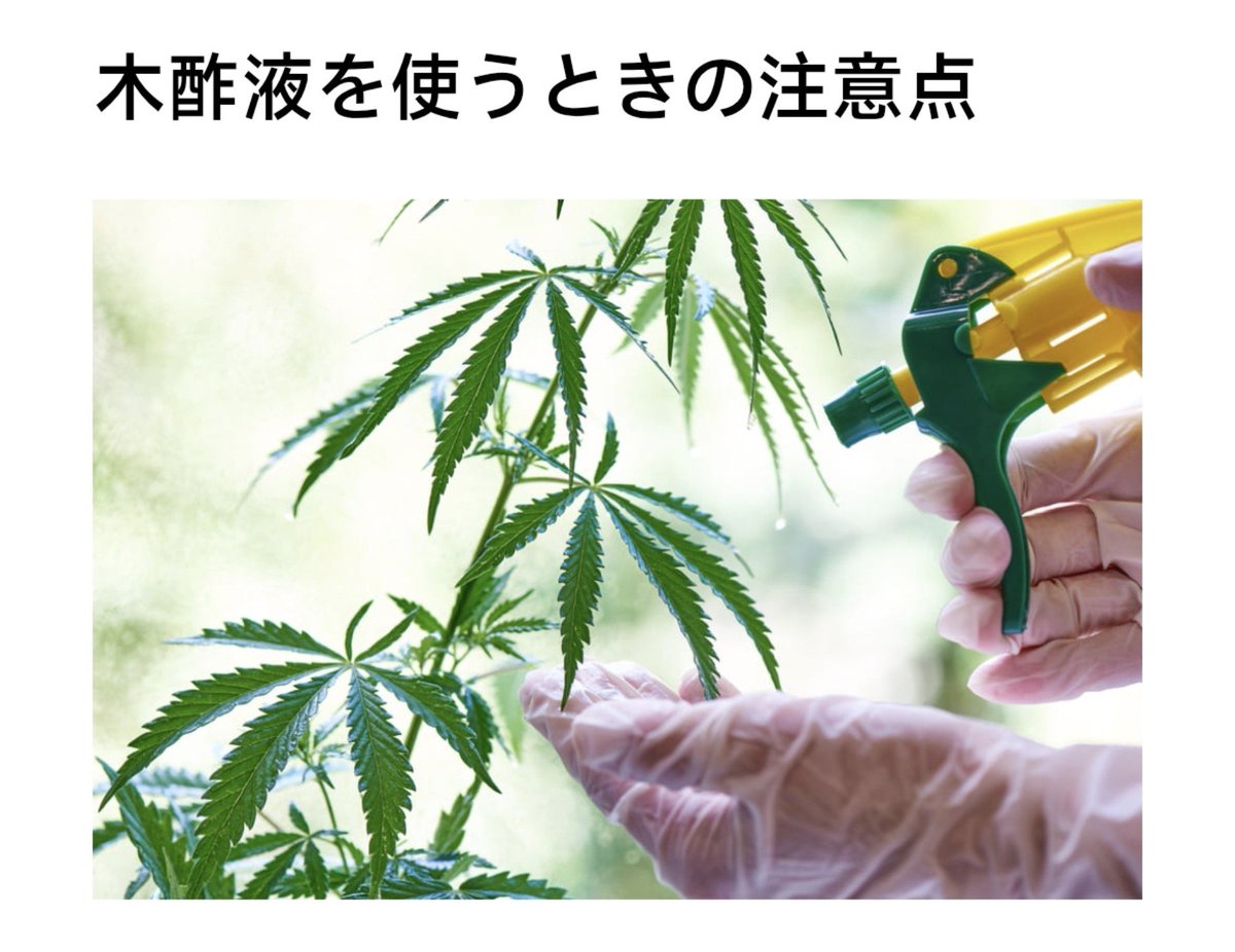 samsontakahashi's tweet photo. コーナンの園芸のサイト見てたら思いっきり大麻栽培してて草（大麻だけに）
https://t.co/M3WBllpz1q https://t.co/EJiWXcnUYb