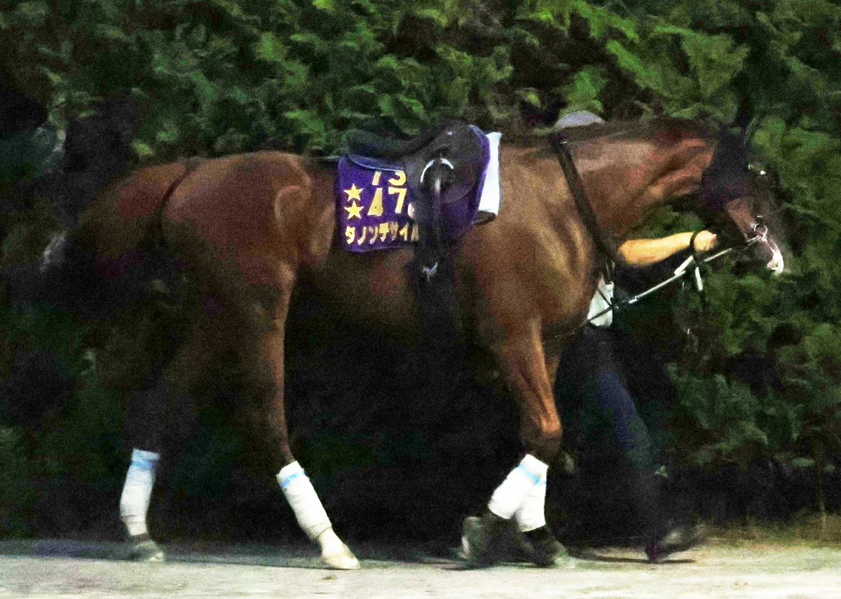 sponichi_sakata's tweet photo. 今朝の ＃ダノンデサイル です
先週20日に放牧先の
社台ファーム山元トレーニングセンターから
栗東トレセンに帰厩しています https://t.co/yoxeOzldtn
