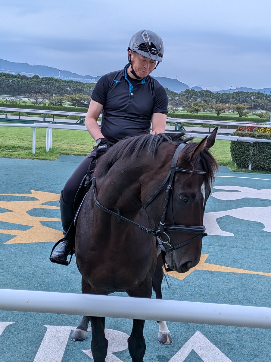 heliomcs2w's tweet photo. 今日の阪神競馬場誘導馬お出迎えに、誘導馬見習いのアレも参加しました。
誘導員さんによりますと、12月の阪神競馬で誘導デビューだそうです。
また、カンチェンジュンガの誘導デビューは来年の3月になりそうだそうです。 https://t.co/gYJXwvcJBC