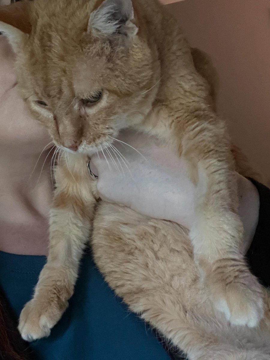 noraramireznsfa's tweet photo. Leaving home was especially hard this morning. I’ll be at a work conference today and tomorrow, and with Mimi on hospice and refusing food, every moment with her feels precious. Daniel seems to sense something is wrong too—he’s been extra cuddly https://t.co/7Hvm29ZOGg