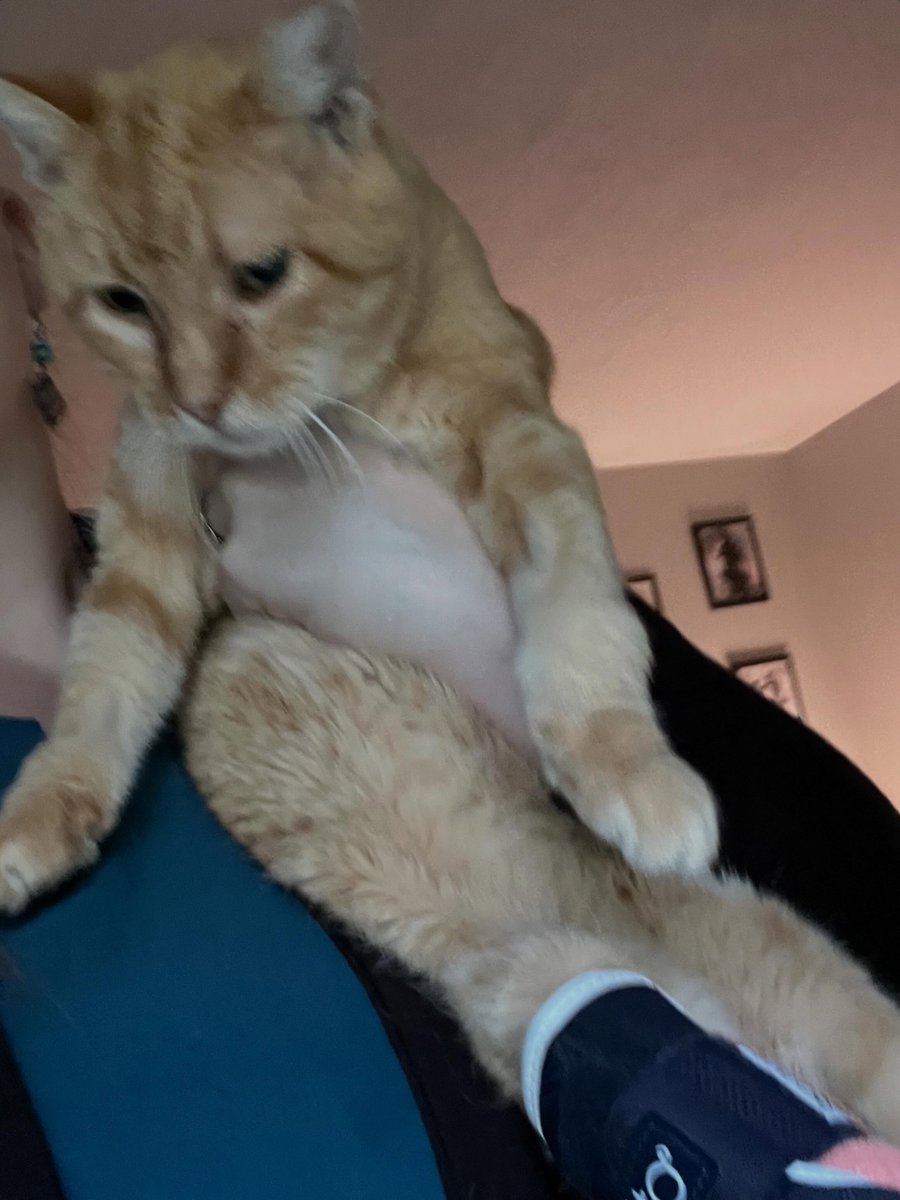 noraramireznsfa's tweet photo. Leaving home was especially hard this morning. I’ll be at a work conference today and tomorrow, and with Mimi on hospice and refusing food, every moment with her feels precious. Daniel seems to sense something is wrong too—he’s been extra cuddly https://t.co/7Hvm29ZOGg