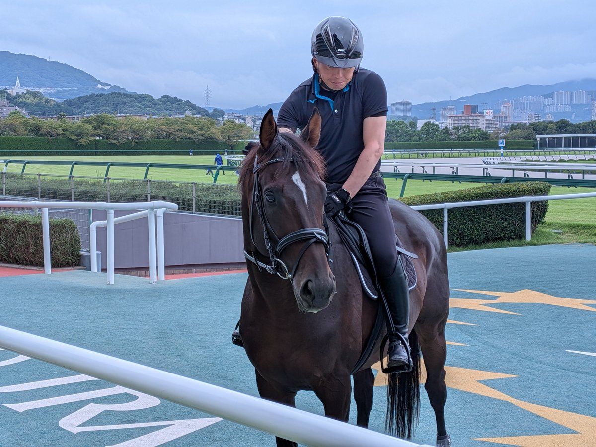 heliomcs2w's tweet photo. 今日の阪神競馬場誘導馬お出迎えに、誘導馬見習いのアレも参加しました。
誘導員さんによりますと、12月の阪神競馬で誘導デビューだそうです。
また、カンチェンジュンガの誘導デビューは来年の3月になりそうだそうです。 https://t.co/gYJXwvcJBC