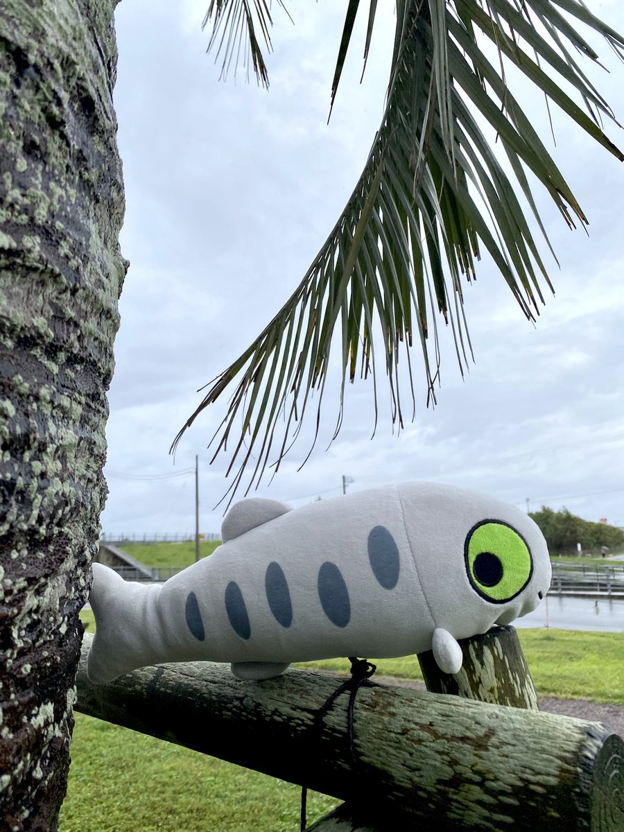 la_meRMeR's tweet photo. めひかりちゃん🐟ヤシの木🌴の下で雨宿り中☔️ですが水揚げ始めま〜す⚓️
#道の駅よつくら港 #めひかりくじ #めひかり #メヒカリ #催事 #深海魚 #ぬいぐるみくじ #ぬい活 #ぬい撮り #カツオくじ #カツオ https://t.co/Pdv2Upgk8W
