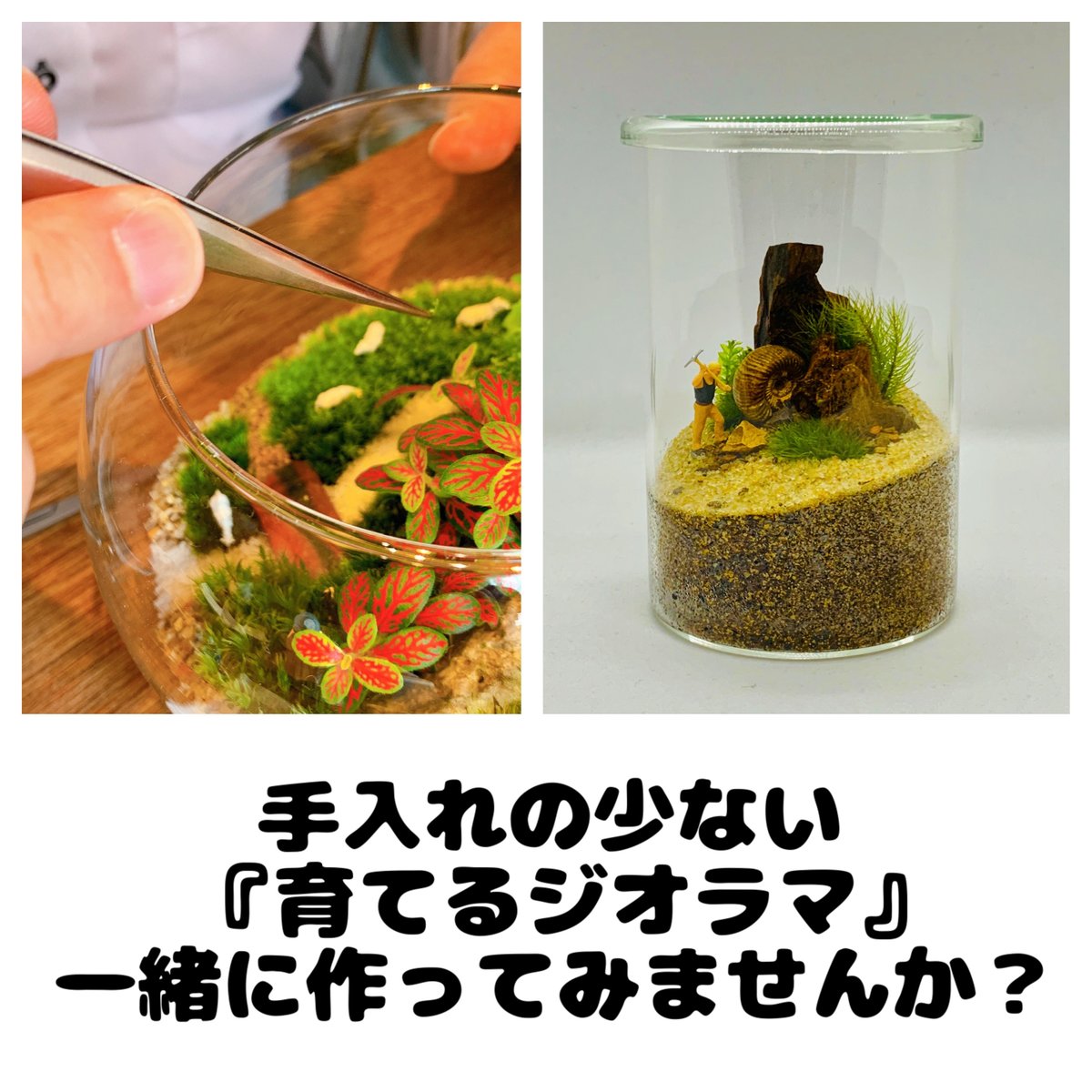 cgk_ja's tweet photo. スポーツに、小さな世界づくりに、ハンドメイド。CGK School Festival 2026の出展者を、今回も5組ご紹介します！

1. TD Flag Football Academy
英語とフラッグフットボールを組み合わせた、子ども向けスポーツプログラムです。

当日は、フットボールの的当てゲームに挑戦！参加賞もあります。

10/24(土)・25(日)
体験無料 / 約5分

2. 横浜エクセレンス
横浜をホームタウンとする、プロバスケットボールクラブ。

School Festivalでは、バスケットボールのシュート体験を楽しめます。ゴールを目指して、チャレンジしてみませんか？

10/24(土)のみ
体験無料 / 約3分

3. Element Earth
苔やシダ、本物の化石・鉱物を使い、物語のある「育てるジオラマ」を制作するElement Earth。

ワークショップでは、自分だけの苔テラリウムづくりを楽しめます。小さな異世界を、暮らしの中に。

10/24(土)・25(日)
3,300円～予定 / 約40分

4. はなはなハンドメイド
「お子さまの初めてのお買い物に寄り添えるおみせ」をモットーに、2025年から活動。

当日は、切手風シールづくりのワークショップと、アクセサリー・フェルトおもちゃなどの販売を予定しています。

10/25(日)のみ
ワークショップ500円 / 約15～30分

5. Heal the Future株式会社
Heal the Future株式会社は、鎌倉を拠点に、植物由来原料の調達・研究・分析や、自然派サプリメントの販売を行う企業です。

国内外のパートナーとともに、天然原料に関わる事業に取り組んでいます。

10/24(土)のみ

2026年10月24日(土)・25日(日) 10:00–14:30
CGK関内校
一般の方も参加できます。入場無料・入場の事前予約不要。一部体験は有料です。出展者によって参加日が異なります。
https://t.co/ncqI7rX3Od

画像: TDのロゴ、横浜エクセレンスの試合写真、Element Earthのワークショップ紹介画像。今年のFestival当日の写真ではありません。