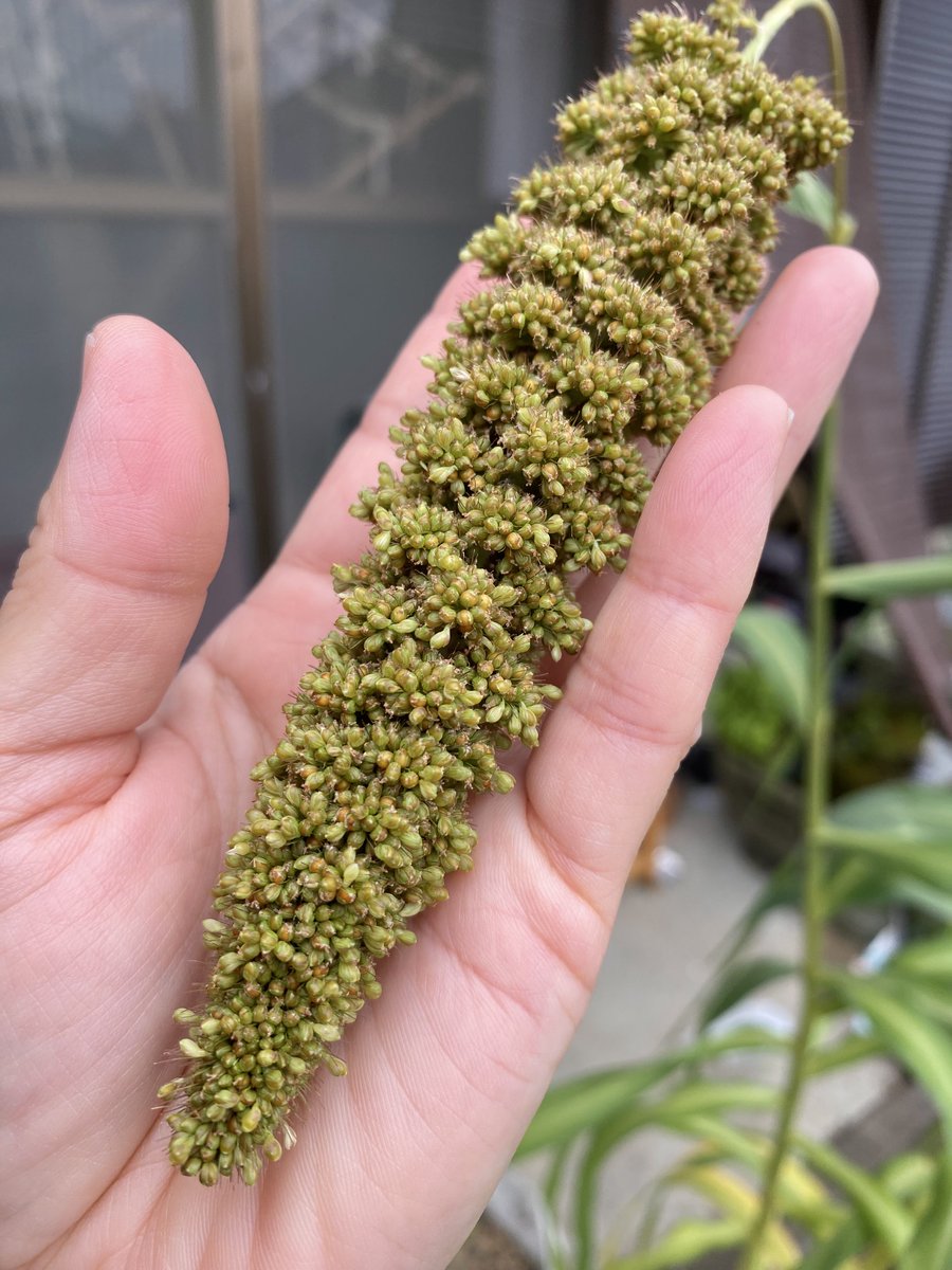 anitoto02's tweet photo. あにととのケージを洗った時に粟穂がこぼれたようで、植えたわけでもないのに花壇に立派な粟穂さんが育っています✨

害虫や鳥さん避けに不織布つけて保護。

収穫が楽しみです♪ https://t.co/jp0taGkzRA
