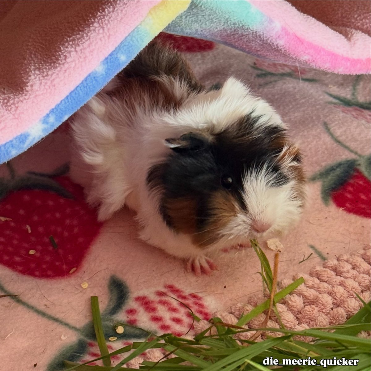 harpermartinezj's tweet photo. Sugar-sweet Sally

My wonderful partner pages: Wuschelschweinis, Leisslinger Meerferkels, Paradies Schnuten, Die Wuschelwerkstatt, The Crazy Pigs, Sammy 2106, Die Dorfquicker, Happy Meerschwein Live, Reikos Tierwelt, Freddie’s Pig Zone. https://t.co/EzJOj4dtVx