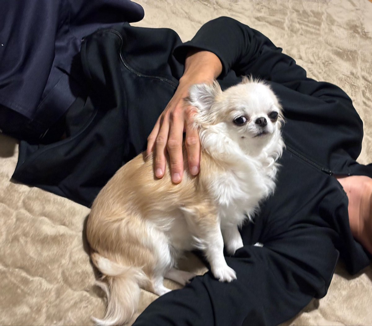 chihuahua_ume's tweet photo. 定位置 https://t.co/xvhKvRqjeb