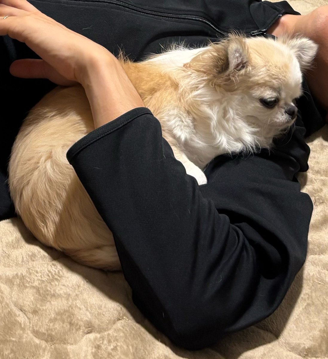 chihuahua_ume's tweet photo. 定位置 https://t.co/xvhKvRqjeb