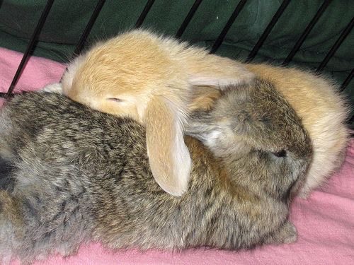 Bunnies's tweet photo. https://t.co/2Vug11PKAq