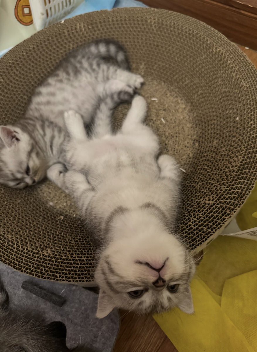 twaniimals's tweet photo. https://t.co/ZGxqKiKiih