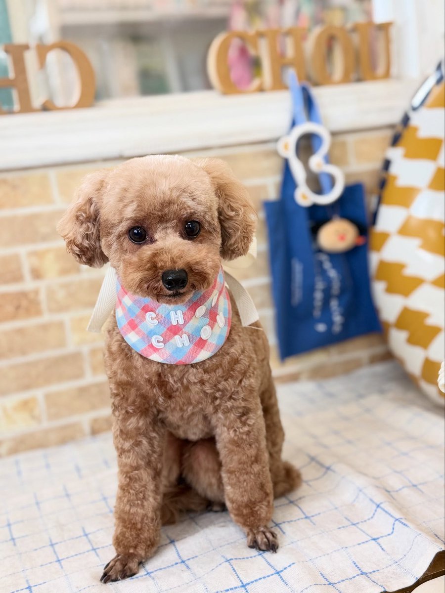 averyyoung5n127's tweet photo. Toy Poodle Emma 🐶🐾

Thank you for visiting us ☺️♡ https://t.co/bI55DV6tjA