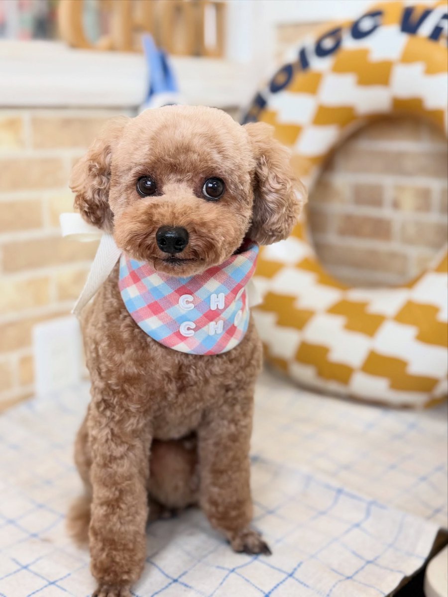 averyyoung5n127's tweet photo. Toy Poodle Emma 🐶🐾

Thank you for visiting us ☺️♡ https://t.co/bI55DV6tjA