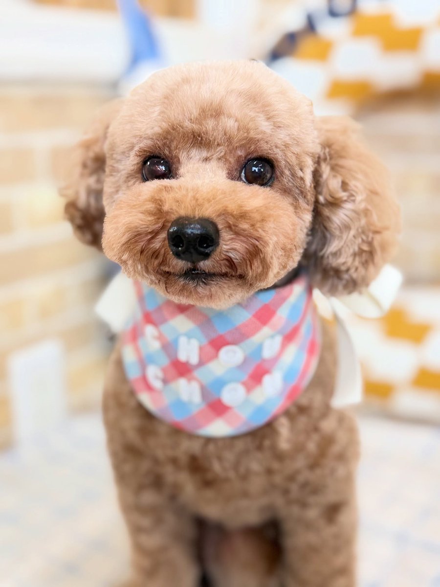 averyyoung5n127's tweet photo. Toy Poodle Emma 🐶🐾

Thank you for visiting us ☺️♡ https://t.co/bI55DV6tjA