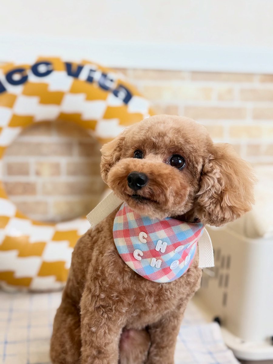 averyyoung5n127's tweet photo. Toy Poodle Emma 🐶🐾

Thank you for visiting us ☺️♡ https://t.co/bI55DV6tjA