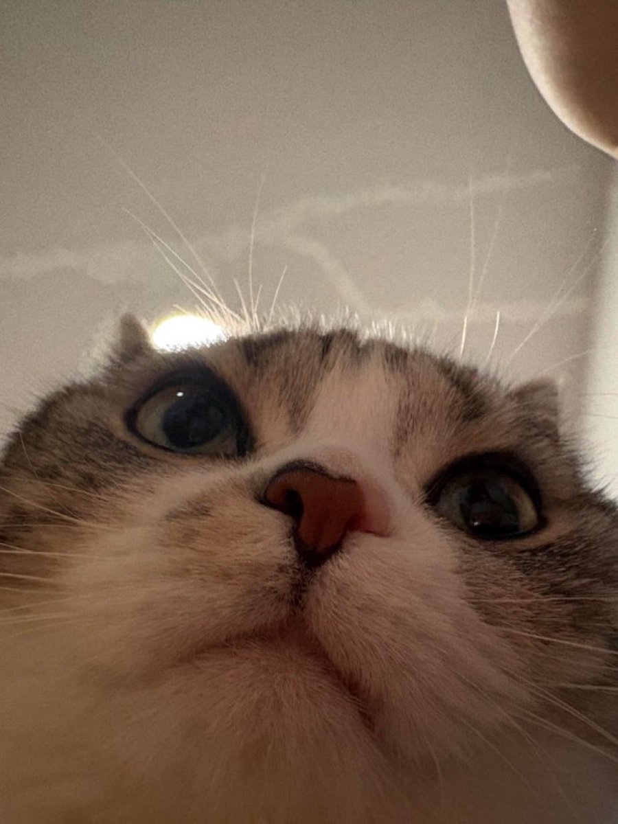 SatoYuusha's tweet photo. @binancezh gm, be sure to pack you $CATS bag 🐈🐈‍⬛ https://t.co/K84LFfOec8