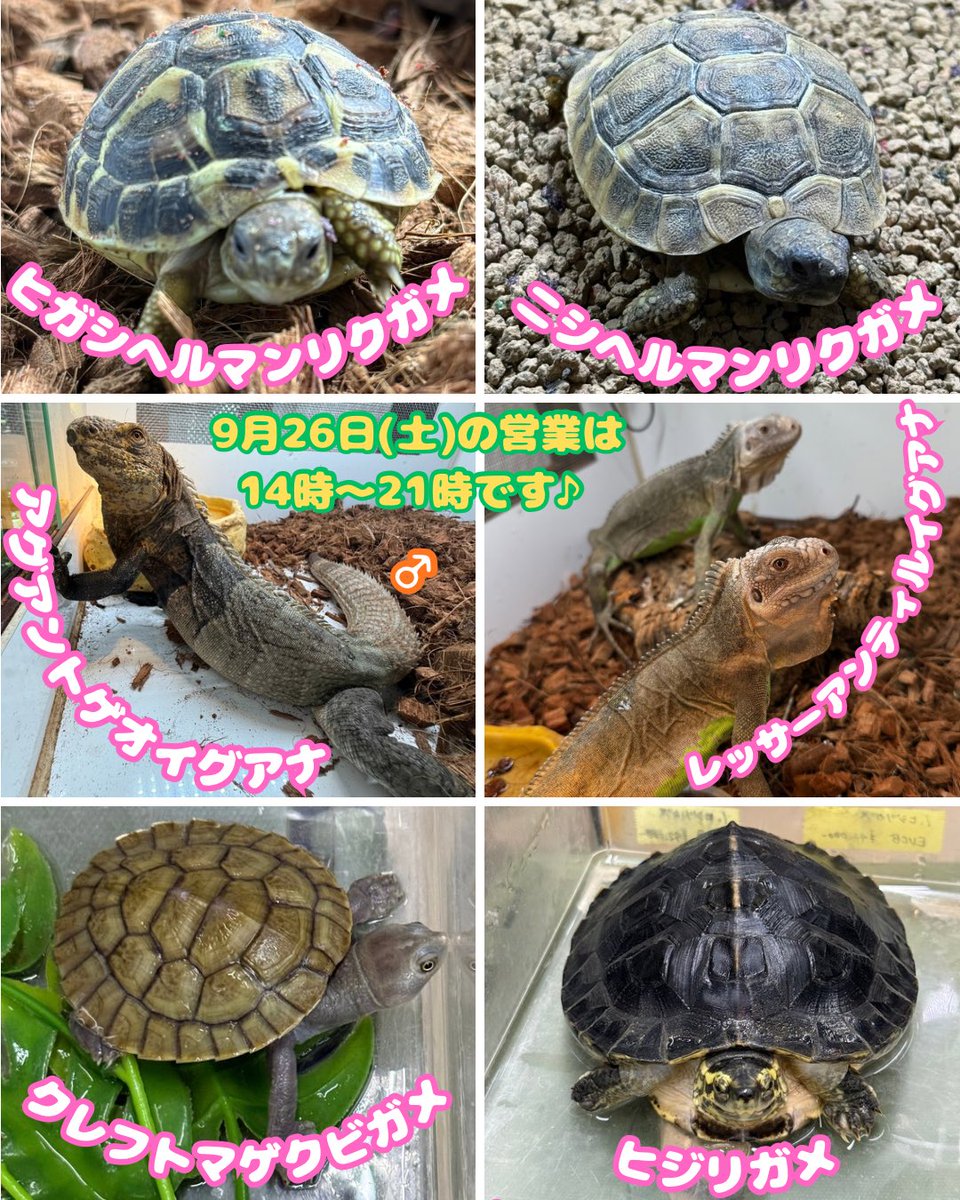 MqReptile's tweet photo. #海水魚 #爬虫類 #小動物 #アクアショップMQ #MQ #尼崎 https://t.co/4oMyXIGpSu